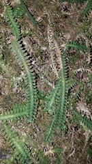 Dichaea neglecta
