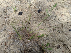 Dichanthelium depauperatum