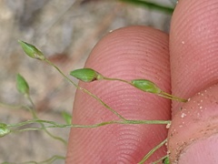 Dichanthelium depauperatum