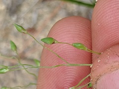 Dichanthelium depauperatum