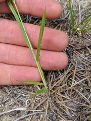 Dichanthelium depauperatum