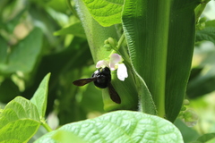 Neoxylocopa
