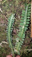 Dichaea neglecta