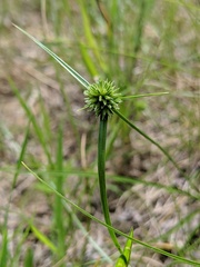 Cyperus lupulinus macilentus