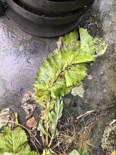 Lactuca sativa