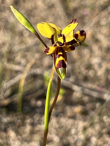 Image of Diuris laxiflora by (c) dizzyurid, some rights reserved (CC BY)