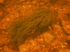 Fontinalis novae-angliae