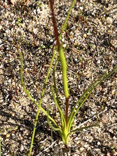Image of Diuris laxiflora by (c) dizzyurid, some rights reserved (CC BY)