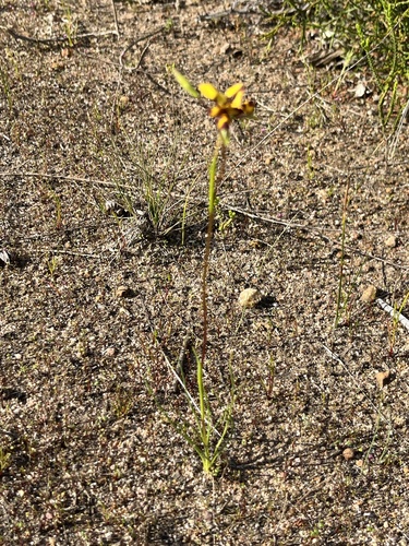 Image of Diuris laxiflora by (c) dizzyurid, some rights reserved (CC BY)