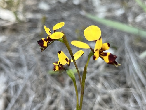 Image of Diuris laxiflora by (c) dizzyurid, some rights reserved (CC BY)