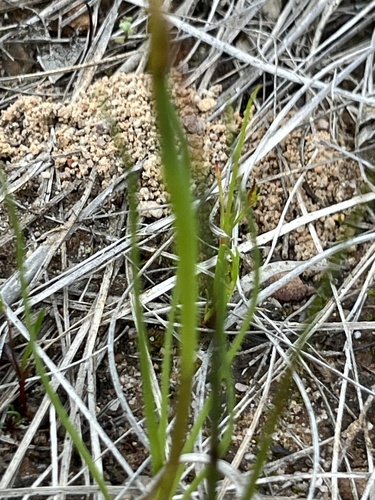 Image of Diuris laxiflora by (c) dizzyurid, some rights reserved (CC BY)