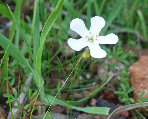 Drosera walyunga