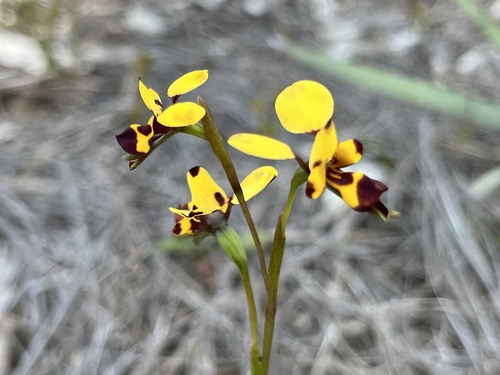 Image of Diuris laxiflora by (c) dizzyurid, some rights reserved (CC BY)
