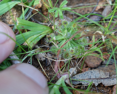 Drosera walyunga