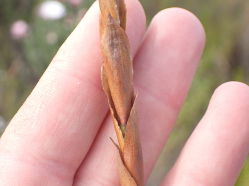 Elegia persistens, photograph 4