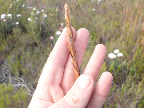 Image of Elegia persistens by (c) Eugene Hahndiek, some rights reserved (CC BY-SA)