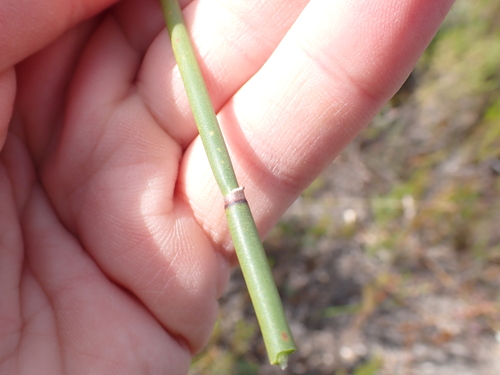 Elegia persistens, photograph 6