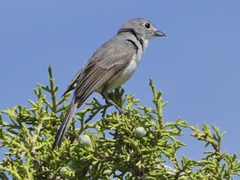 Vireo vicinior