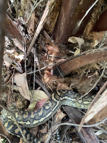 Coastal Carpet Python sighting