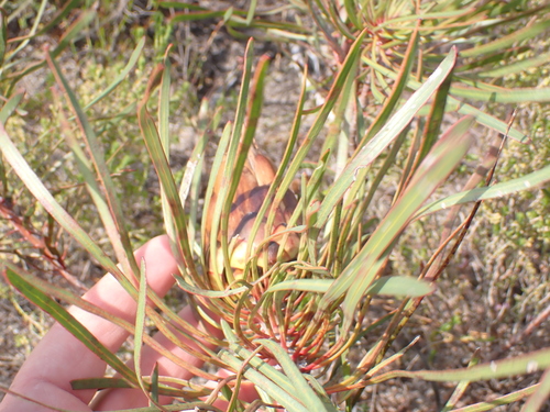 Image of Protea pudens by (c) Eugene Hahndiek, some rights reserved (CC BY-SA)