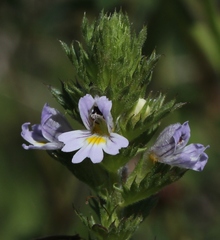 Euphrasia maximowiczii