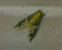 Castrica phalaenoides