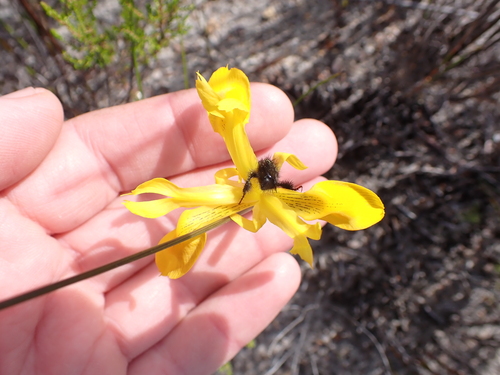 Image of Moraea neglecta by (c) Eugene Hahndiek, some rights reserved (CC BY-SA)