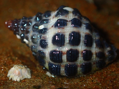 Mulberry Whelk