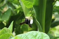 Neoxylocopa
