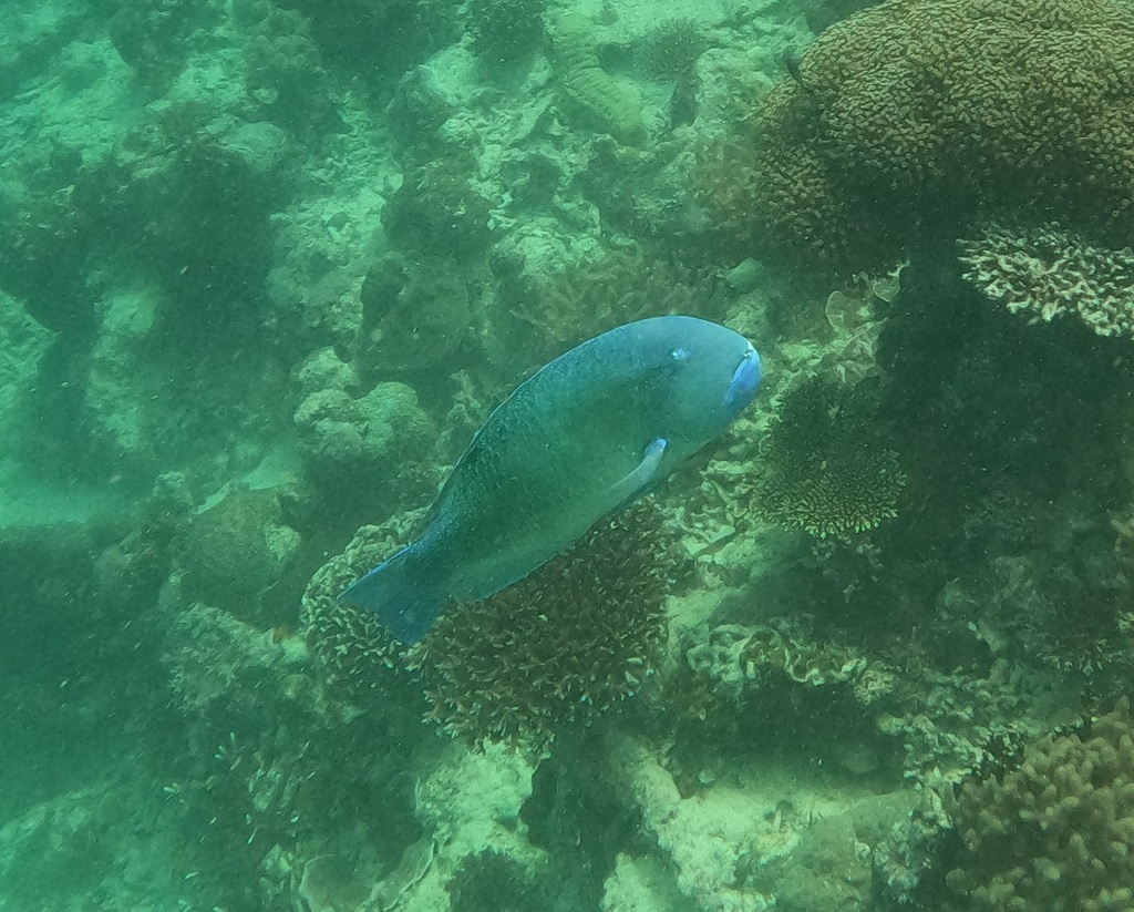 Blackspot Tuskfish