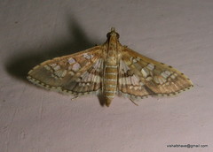 Sameodes cancellalis