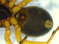 Trachelopachys gracilis