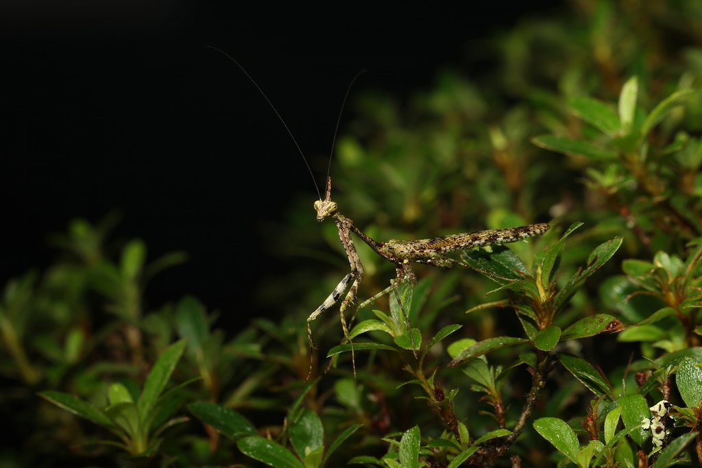 Phyllothelys cornutum