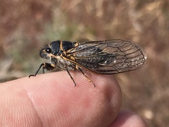Neoplatypedia constricta