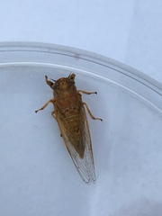 Cicadettana