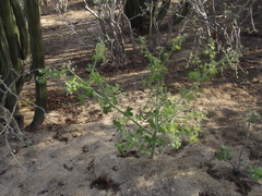 Cnidoscolus maculatus