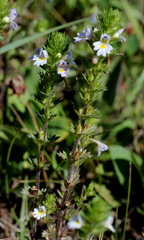 Euphrasia maximowiczii