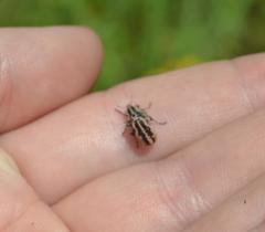 Eudiagogus rosenschoeldi