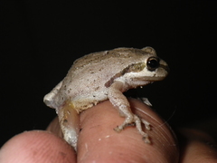 Pseudacris sierra