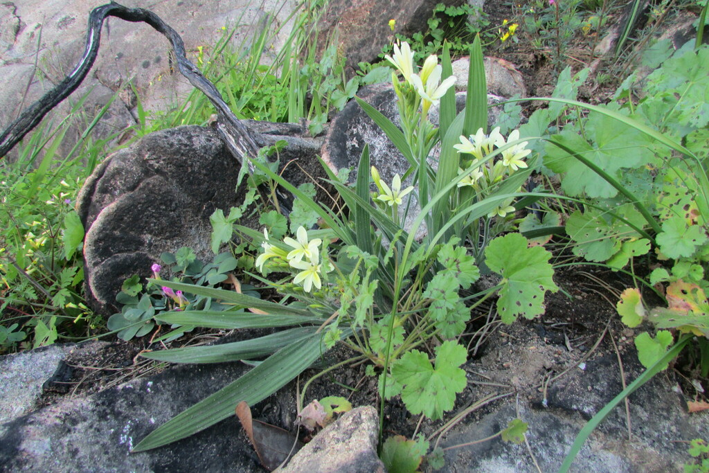 Babiana noctiflora, Cape Winelands District Municipality, South Africa
