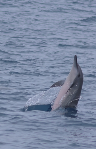 Spinner Dolphin