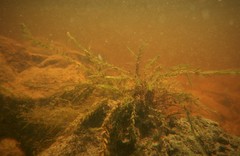 Fontinalis novae-angliae