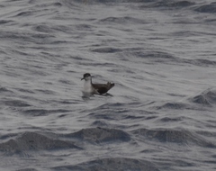 Puffinus lherminieri