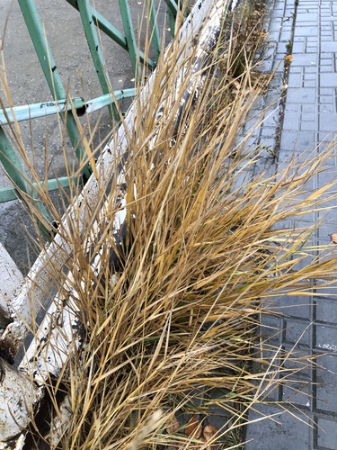 Chiendent rampant (Elymus repens) — photo 2