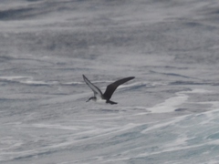 Puffinus lherminieri