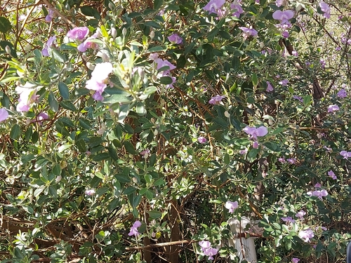 Image of Podalyria calyptrata by no rights reserved