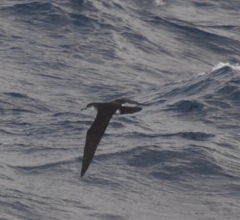 Puffinus lherminieri