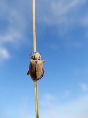 Macrodactylus subspinosus