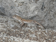 Uta stansburiana elegans