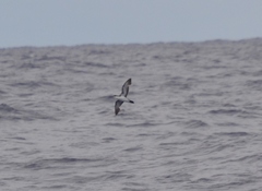 Puffinus lherminieri